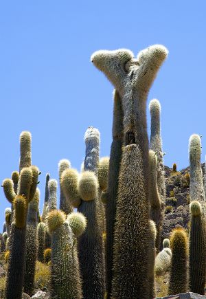 Uyuni 063.jpg